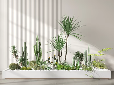 Bonsai Potted Plants With Various Cacti And Succulents In White Rectangular Planter Under Natural Light 3d model