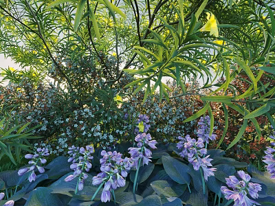 Lush Shrubs With Purple Flowers And Green Leaves In Natural Garden Setting 3d model