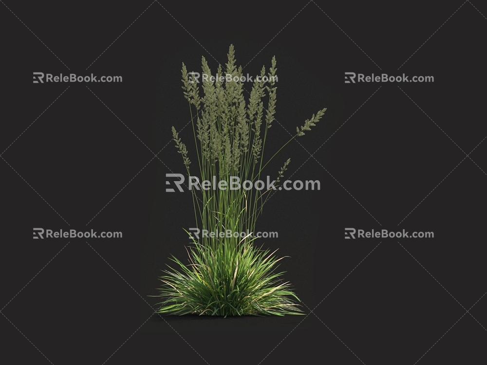 Qia grass grass Pare reed tall fescue fescue vetiver grass weeds weeds miscanthus barley grass 3d model