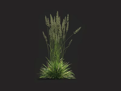 Elegant Green Herbaceous Plant with Slender Stems and Spike like Inflorescences against Dark Background 3d model