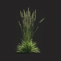 Qia grass grass Pare reed tall fescue fescue vetiver grass weeds weeds miscanthus barley grass 3d model