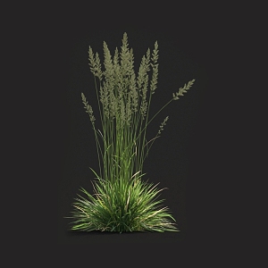 Qia grass Pare reed tall fescue vetiver grass weeds miscanthus barley grass 3d model