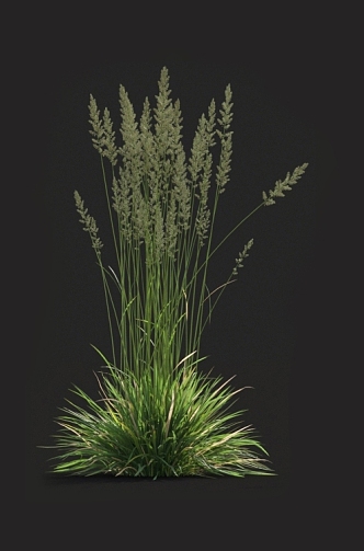 Qia grass Pare reed tall fescue vetiver grass weeds miscanthus barley grass 3d model