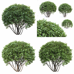 Modern shrubs 3d model