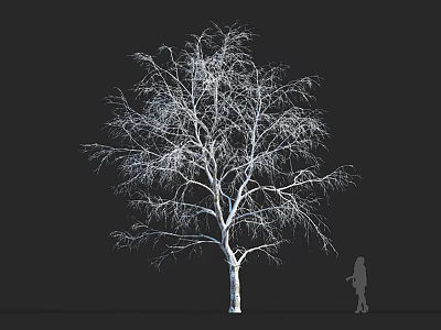 Leafless Tree with White Trunk Slender Branches Against Black Background and Human Silhouette 3d model