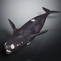 Realistic Black Whale With White Spots Open Mouth Detailed 3D Rendering Model