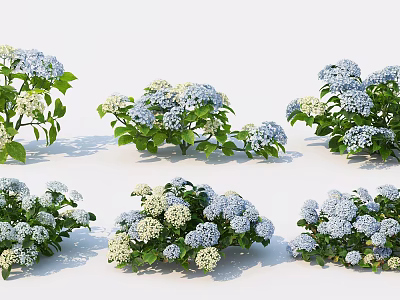 Blue And White Hydrangea Plants With Lush Green Leaves And Full Blooms In Various Forms 3d model