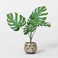 Green Leafy Monstera Potted Plant in Decorative Patterned Ceramic Pot for Modern Home