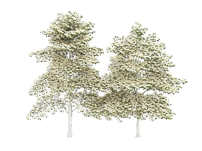 Tall Two Arbor Trees with Lush Green Foliage and White Trunks 3d model