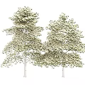 Tall Two Arbor Trees with Lush Green Foliage and White Trunks