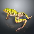 Vibrant Green Spotted Frog Standing On Dark Background With Reflection 3d model