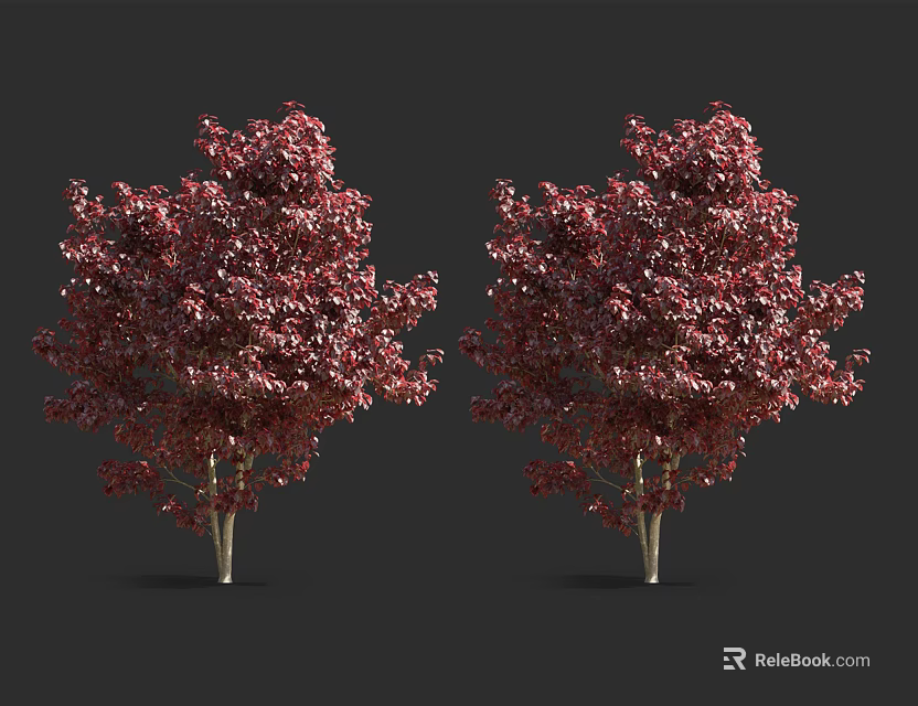 Two Red Leaf Arbor Trees With Lush Vibrant Foliage And Natural Shape 3d model 