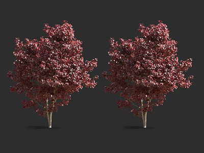 Two Red Leaf Arbor Trees With Lush Vibrant Foliage And Natural Shape 3d model