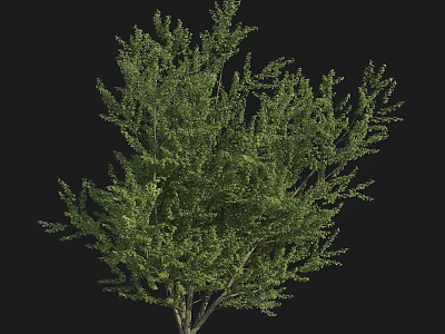Lush Green Arbor With Dense Foliage Strong Trunk And Vibrant Leaves In Natural Setting 3d model
