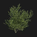 Lush Green Arbor With Dense Foliage Strong Trunk And Vibrant Leaves In Natural Setting