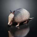 Reptile Armadillo With Scaly Body In Brown And White Standing On Black Background With Reflection