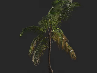 Tall Palm Tree With Green Fronds And Brown Trunk On Dark Background 3d model