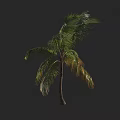 Tall Palm Tree With Green Fronds And Brown Trunk On Dark Background