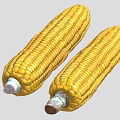 Two Fresh Yellow Ripe Corn Cobs with Sweet Juicy Kernels for Healthy Dishes