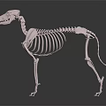 Veterinary Medical Device Animal Skeleton Model with Detailed Structure for Anatomical Education and Clinical Training