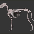 Modern Skeleton Dog Skeleton Animal Skeleton Skeleton 3d model