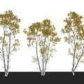 Birch Tree Plant Combination With Golden Leaves And White Trunks For Garden Landscaping