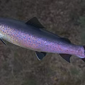 Rainbow Trout Freshwater Aquatic Animal With Vibrant Purple Blue And Pink Spots And Sleek Body