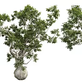 Lush Green Shrub With Vibrant Foliage Multiple Branches And Natural Appearance