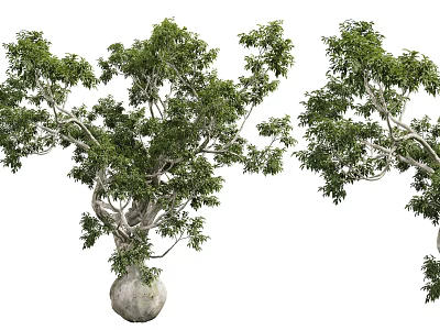 Lush Green Shrub With Vibrant Foliage Multiple Branches And Natural Appearance 3d model