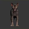 Hairless Cat With Yellow Eyes Standing On Gray Background Showing Reflection