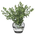 Transparent Glass Vase With Fresh Green Leafy Plants And Water Inside