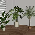 Three Different Potted Houseplants by Window with Blinds on Wooden Floor and White Wall