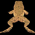 Frog bullfrog scan frog scan bullfrog reptile 3d model