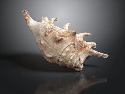 Detailed Marine Conch Animal Shell With Spiral Shape Natural Texture And Close Up View 3d model