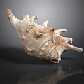 Detailed Marine Conch Animal Shell With Spiral Shape Natural Texture And Close Up View