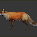 Red Fox Standing With Orange Fur Fluffy Tail And Detailed Texture Against Dark Background