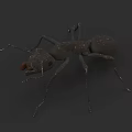 Detailed 3D Model of an Ant with Long Antennae Segmented Legs and Brown Mandibles