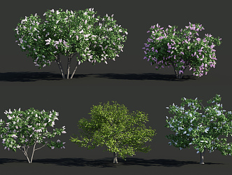 Modern shrubs 3d model