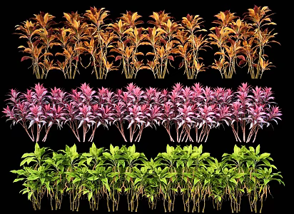 Modern Shrub Plant Vermilion Banana Brazilian Wood Lily Bamboo 3d model