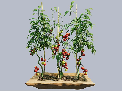 Healthy Tomato Plants Growing in Wooden Planter With Red and Yellow Ripe Fruits 3d model