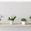 Decorative Indoor Potted Plants on Wooden Shelf with Various Green Leaves and White Pots