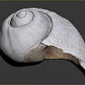 Aquatic Animal Shell With White Spiral Shape And Textured Surface