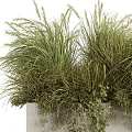 Decorative Garden Accent Featuring Concrete Planter With Various Green Grasses And Hanging Foliage