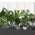 Various Green Potted Plants in Different Stylish Pots for Bright Indoor Space with Window