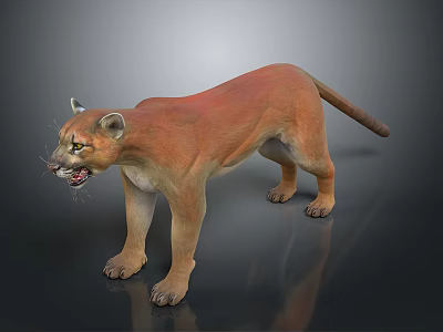 Reddish Brown Puma Standing With Open Mouth On Grey Background 3d model