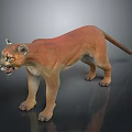 Reddish Brown Puma Standing With Open Mouth On Grey Background