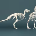 Medical Skeleton Model For Anatomical Education And Medical Training