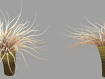 Two Aquatic Plants With Long Slender Light Brown Leaves In Green Containers 3d model