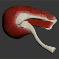 Detailed 3D Anatomical Model of Muscle Organ and Hair Structure With Tendon Layers