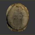 Realistic Light Brown Turtle Shell With Detailed Texture And Smooth Surface